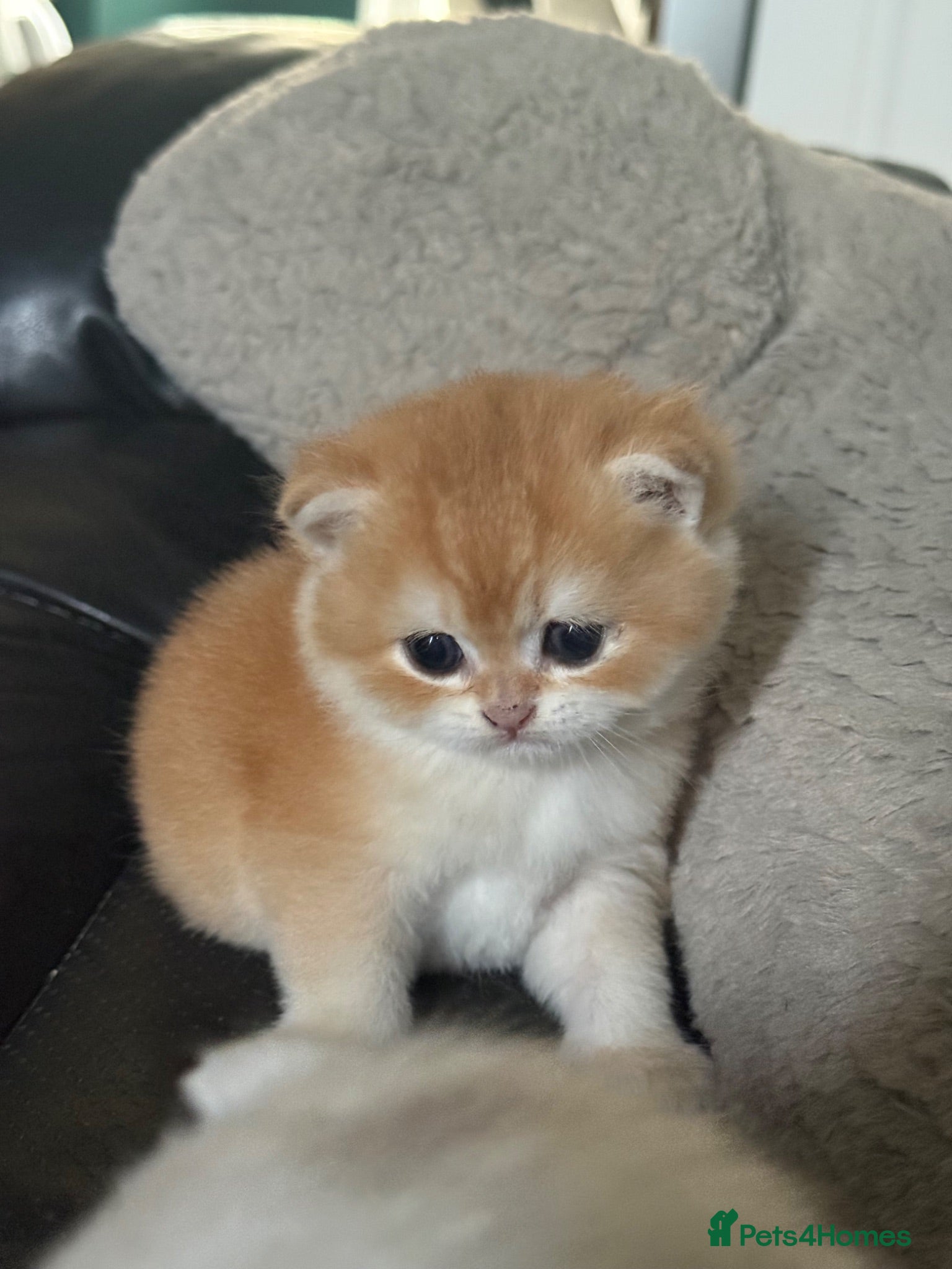 British Shorthair cats Golden and Silverline BSH  - Advert 2