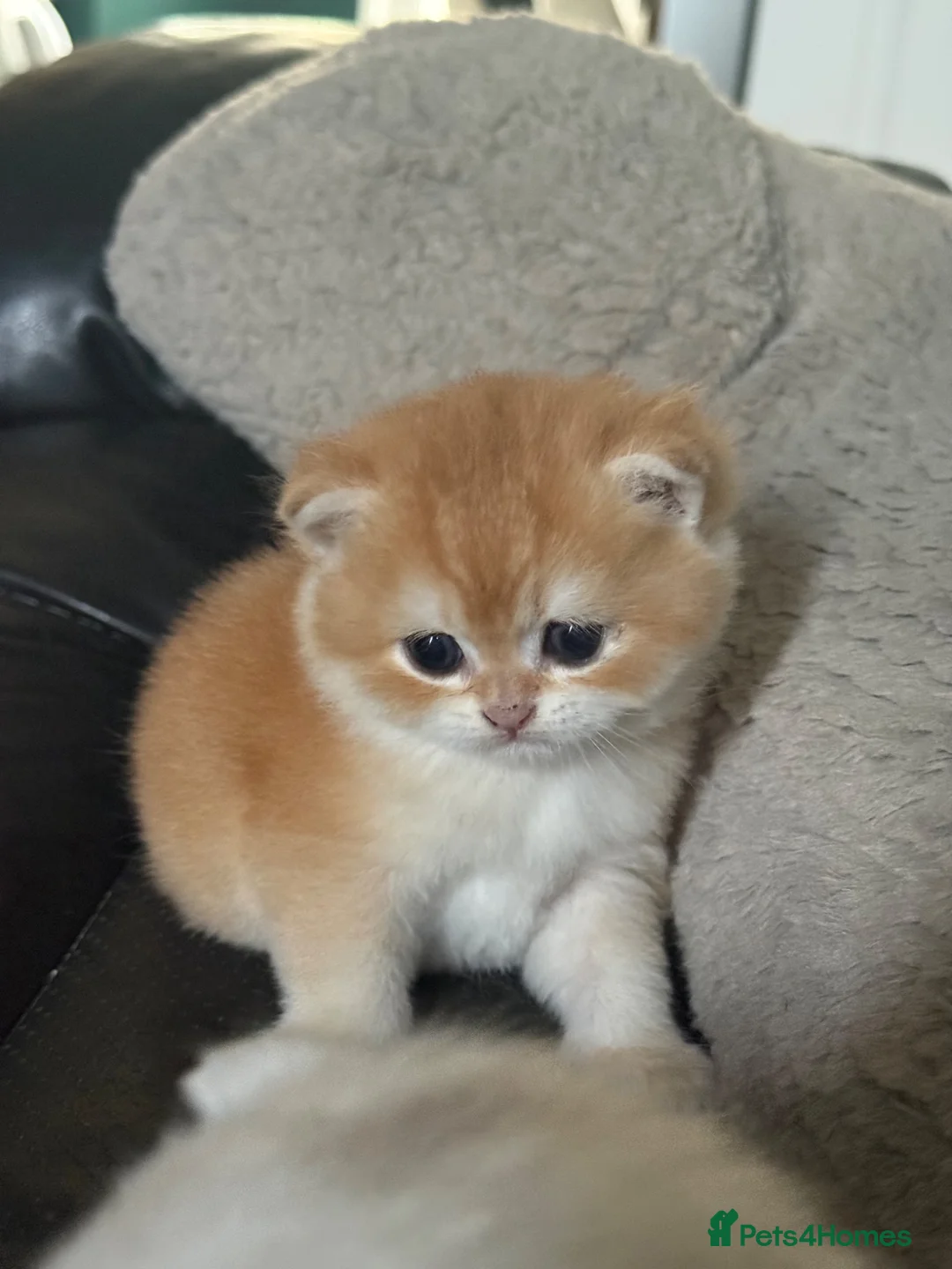 British Shorthair cats for sale: Golden and Silverline BSH  - Advert 2