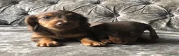 Miniature Dachshund dogs for sale: Miniature long haired dachshund READY NOW - Advert 17