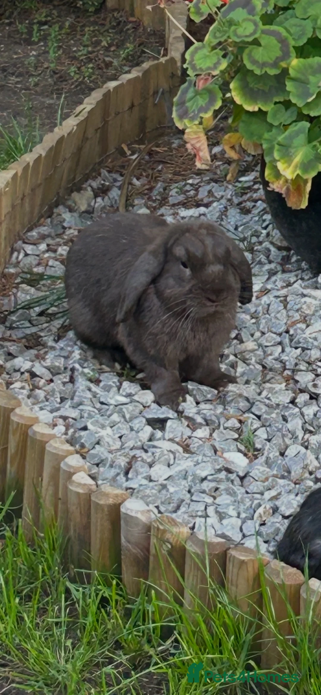 Mini Lop rabbits for sale: X2 Adult rabbits  - Advert 2