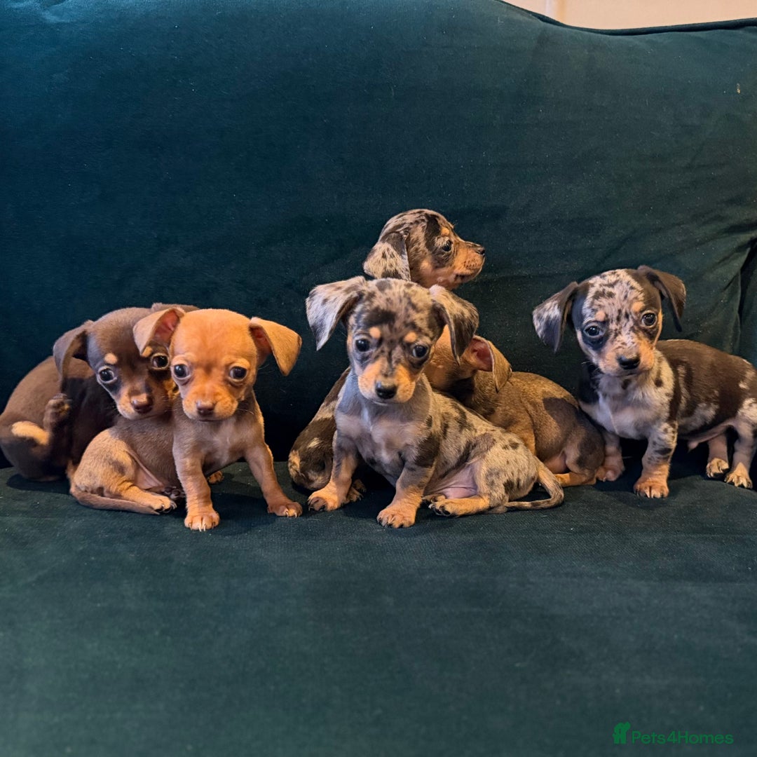 Mixed Breed dogs for sale: Chihuahua cross dachshund puppies  - Advert 6