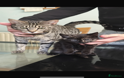 British Shorthair cats for sale: Mother and kitten for sale  - Image 6