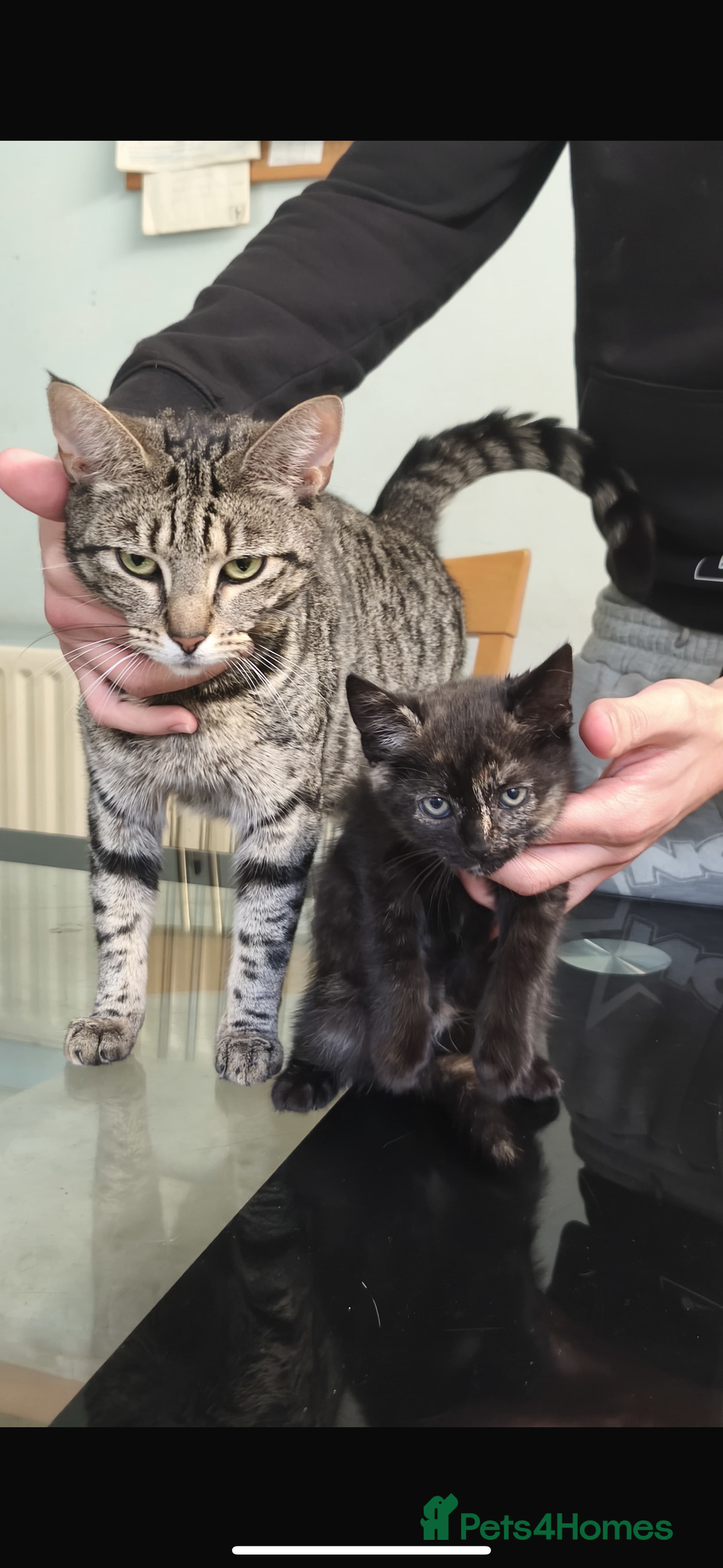 British Shorthair cats for sale: Mother and kitten for sale  - Image 6