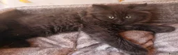 British Longhair cats for sale: Top quality BLH kittens new lines! in Rushden - Advert 12