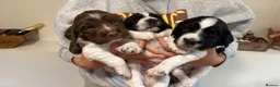 English Springer Spaniel dogs for sale: English Working Springer Spaniels - Advert 8