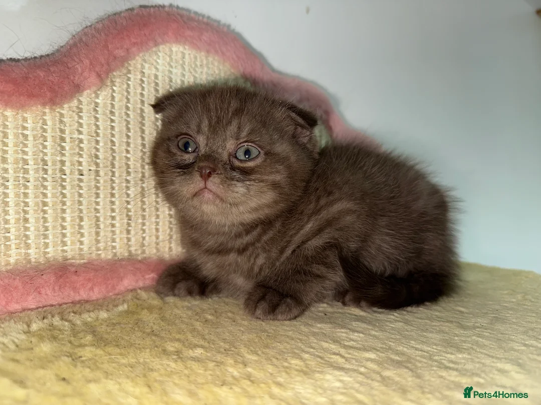 Scottish Fold cats for sale: Stunning BSH X Fold choc Boy  - Advert 7