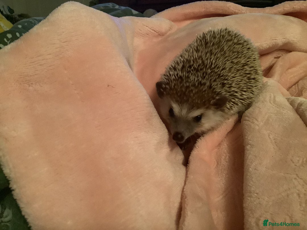 Pygmy Hedgehog rodents for sale: Beautiful little boy soft nature.Full pedigree. - Advert 3