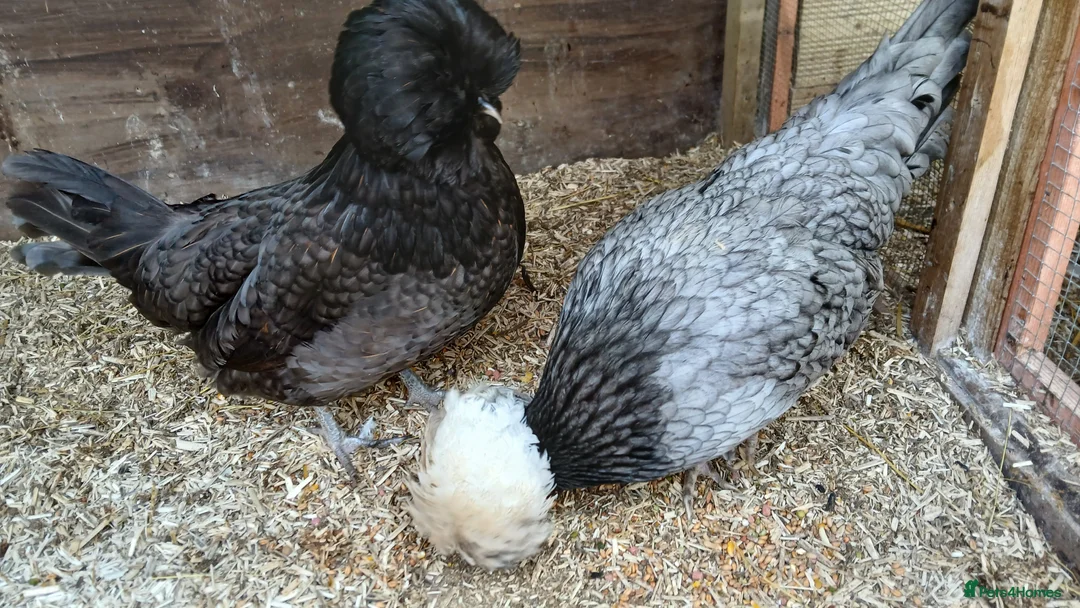 Chickens poultry for sale: 2 x polish  hens available  - Advert 1
