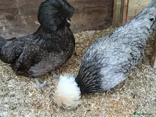 Chickens poultry 2 x polish hens available - Advert 1