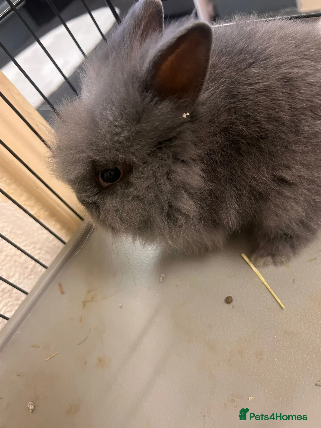 Lionhead rabbits for sale: Double lion head baby in Deeside - Advert 2