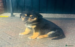 Mixed Breed dogs for sale: Central Aisian Shepard x Rottweiler - Image 3