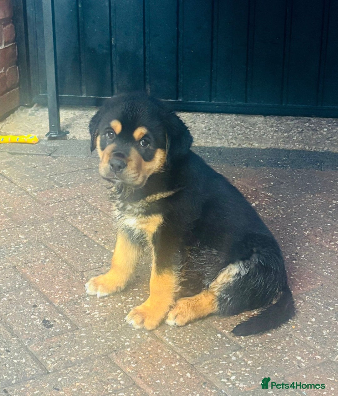 Mixed Breed dogs for sale: Central Aisian Shepard x Rottweiler - Image 3