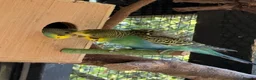 Budgerigars birds for sale: Helicopter Budgies  - Advert 3