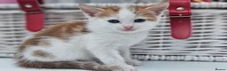 Mixed Breed cats for sale: Kittens for sale  - Advert 20