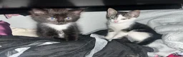 Mixed Breed cats for sale: The cutest mixed breed trio - Advert 5