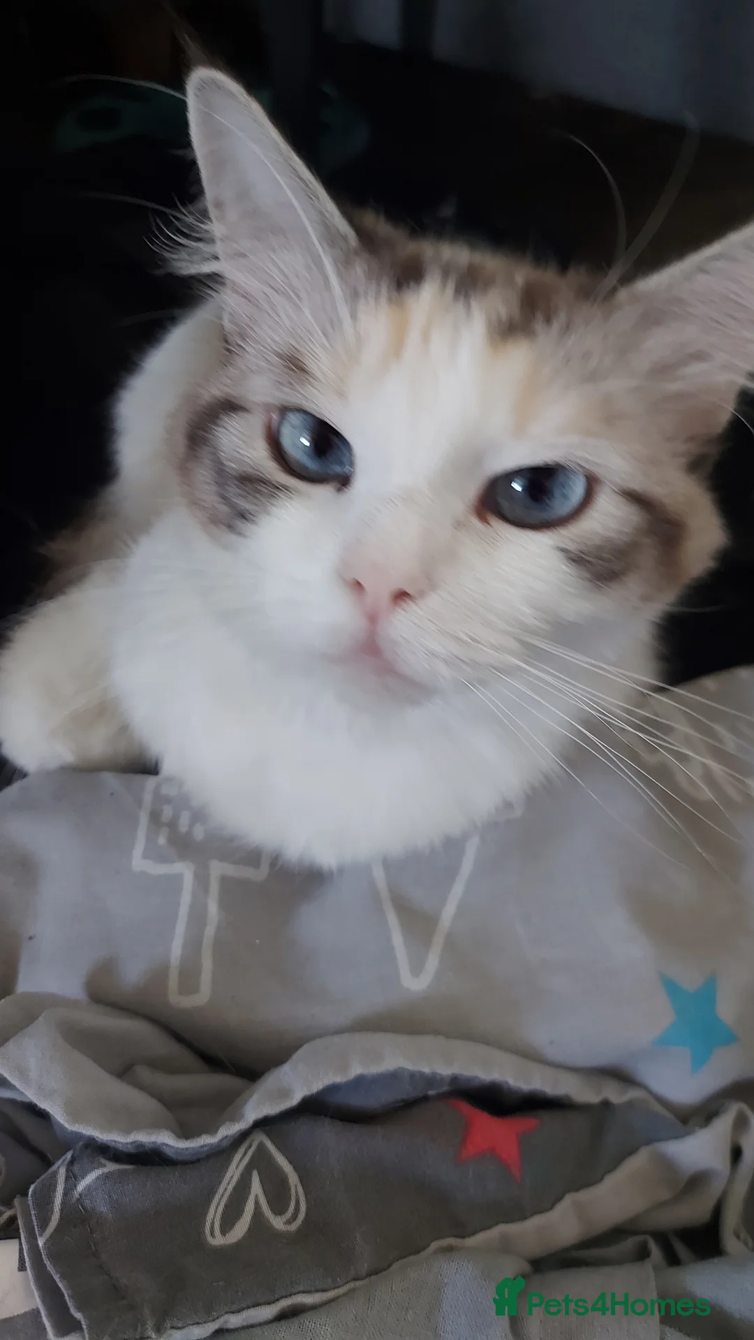 Ragdoll cats for sale: Ragdoll girls for sale  - Advert 2