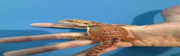 Bearded Dragon reptiles for sale: 💥💥💥Baby Dragons! WEEKEND SPECIAL £150 💥💥💥 - Advert 9