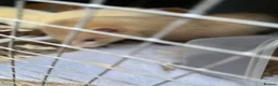 Ferret rodents for sale: 3 ferrets  - Advert 1