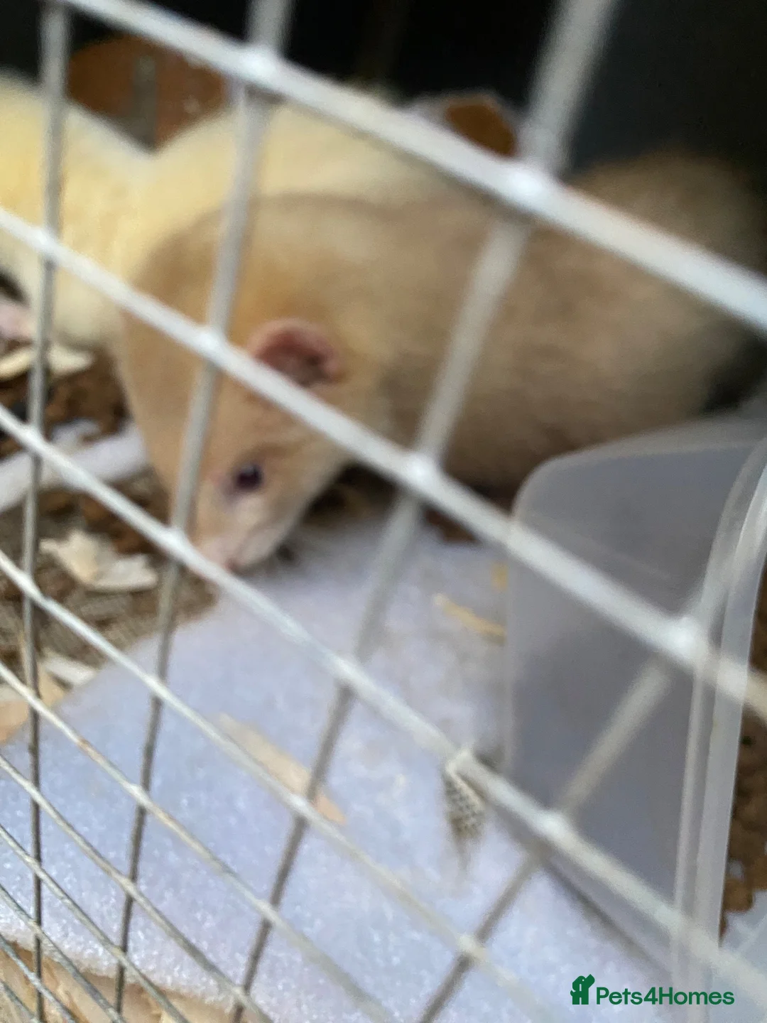 Ferret rodents for sale: 3 ferrets  - Advert 1
