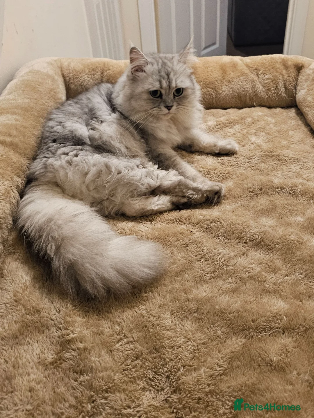 Persian cats for sale: 2 x female Doll face persian kittens ready now 😍  - Advert 10