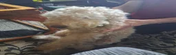 Mixed Breed dogs for sale: cockerpoo x jack russel pups  in Preston - Advert 5