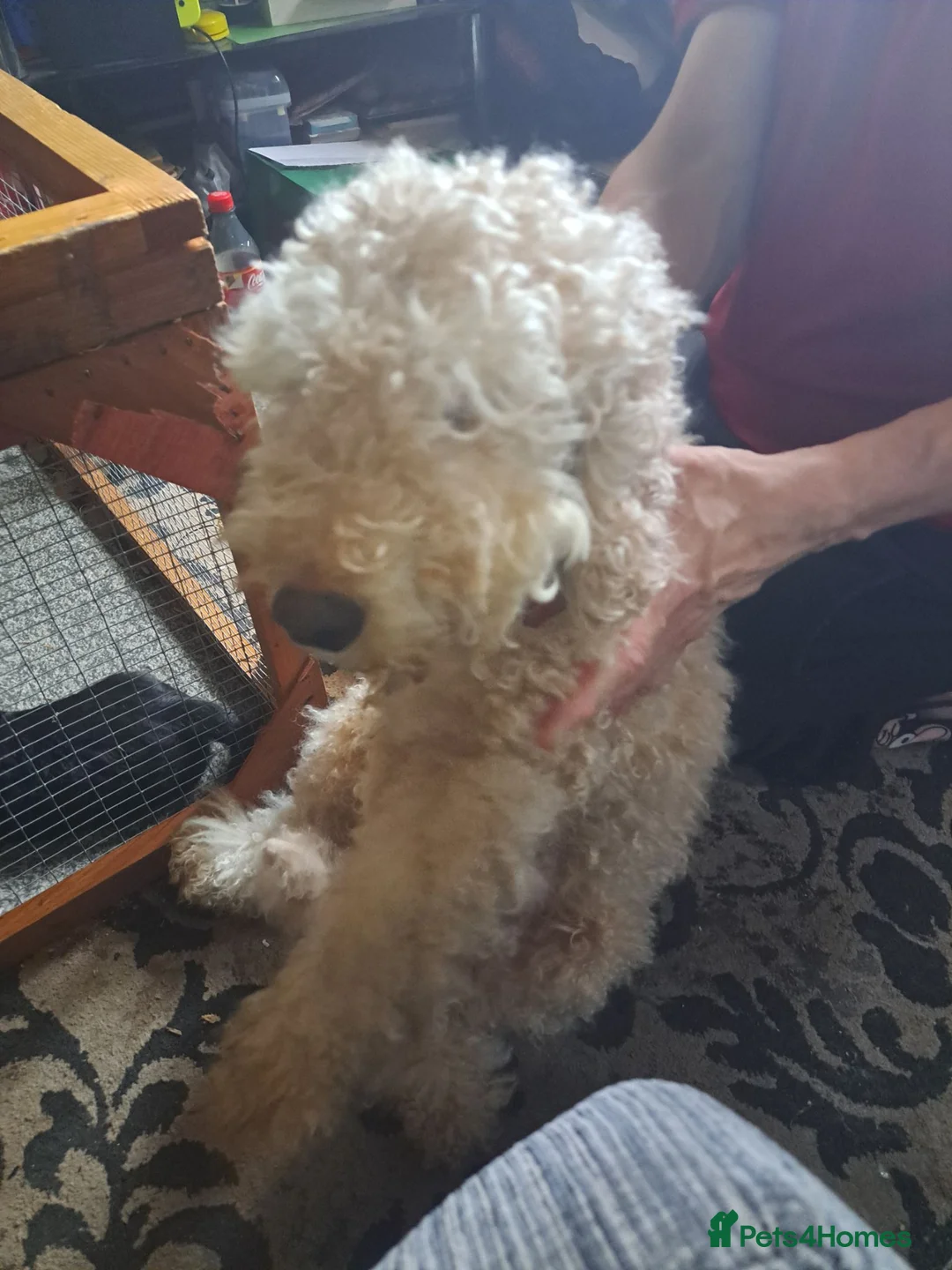 Mixed Breed dogs for sale: cockerpoo x jack russel pups  in Preston - Advert 5