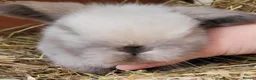 Mini Lop rabbits for sale: Beautiful pure bred mini lops - Advert 4