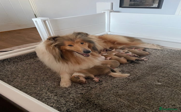 Rough Collie dogs - Advert 1