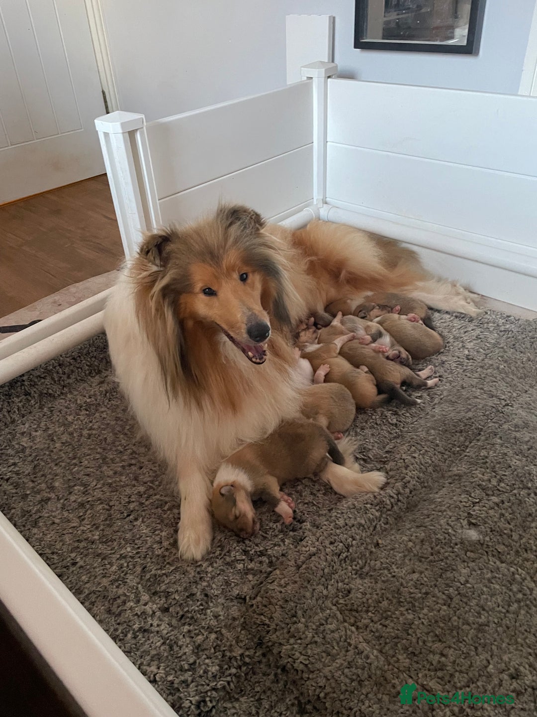 Rough Collie dogs for sale: KC Registered sable and white rough collie ouppies - Image 1