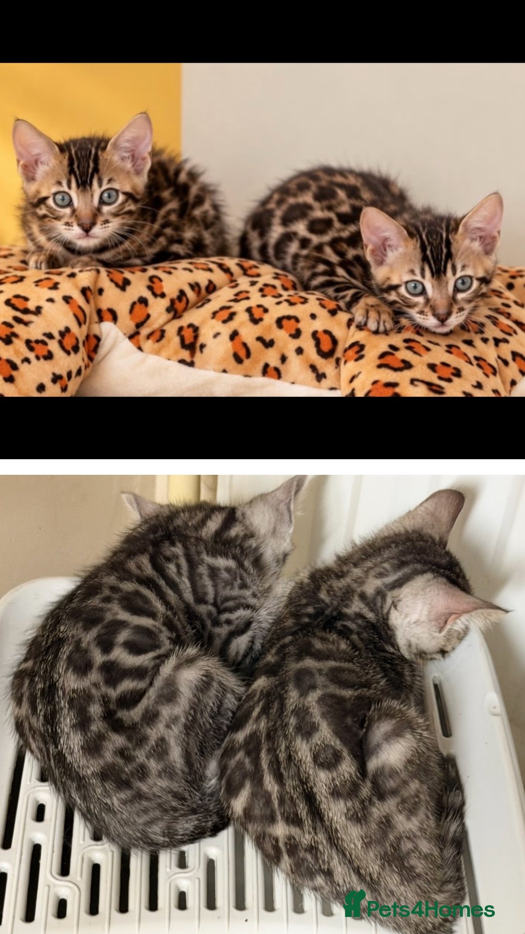 Bengal cats 🤎 BENGAL 🔥 KITTENS, TICA REGISTERED 🩶  - Advert 14