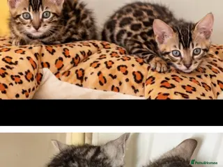 Bengal cats ๐ค BENGAL ๐ฅ KITTENS, TICA REGISTERED ๐ฉถ - Advert 1