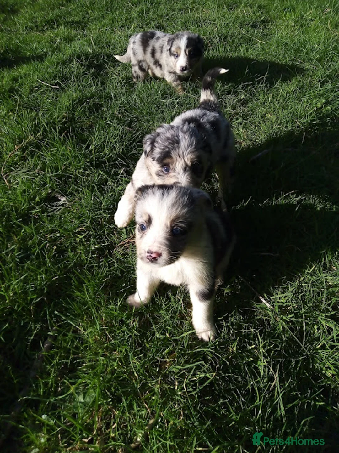 Mixed Breed dogs for sale: Blue Merle Bearded Border Collies - Advert 14