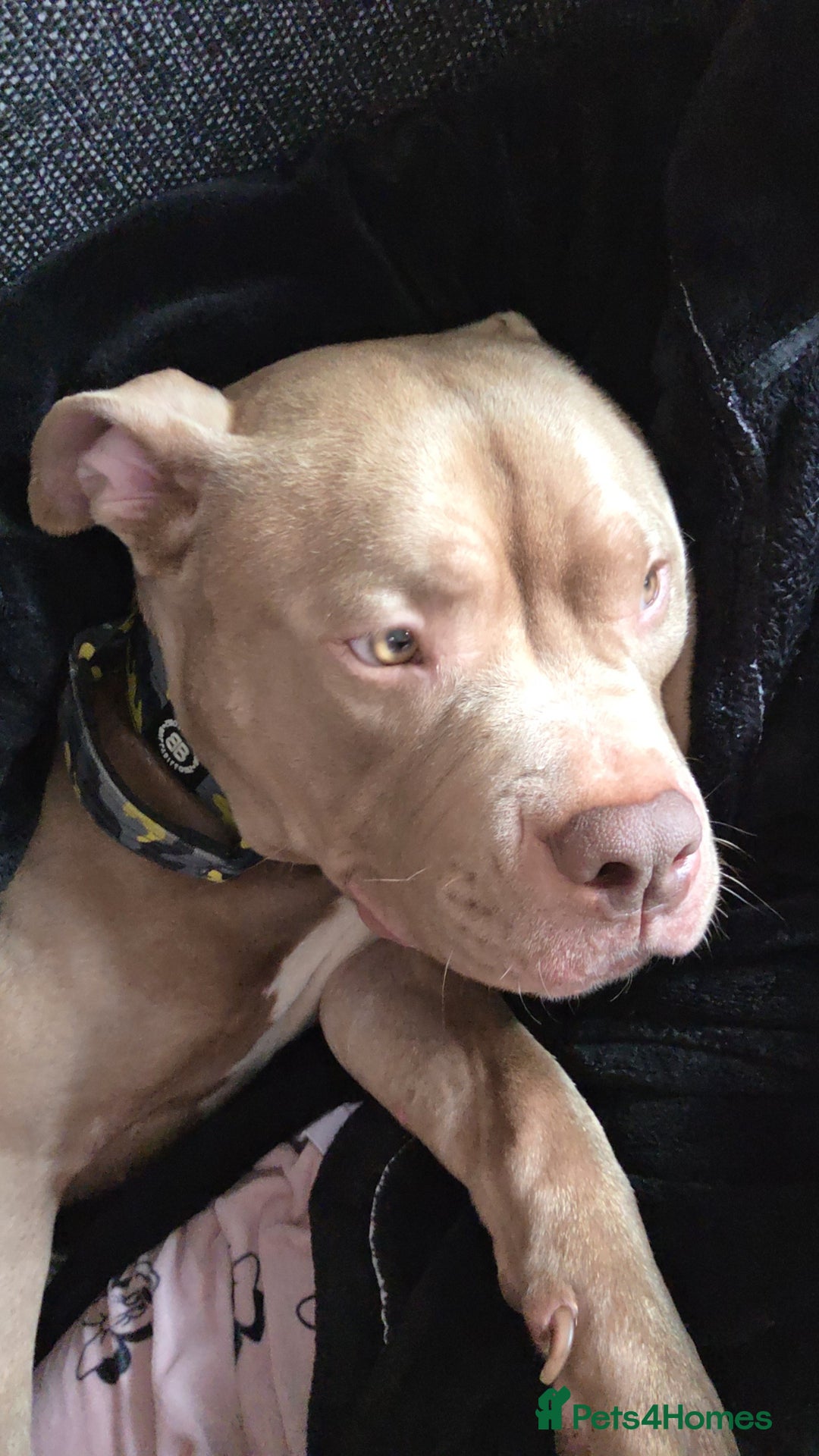 American Bully dogs for stud: Tan and white Boy American bully  - Image 6