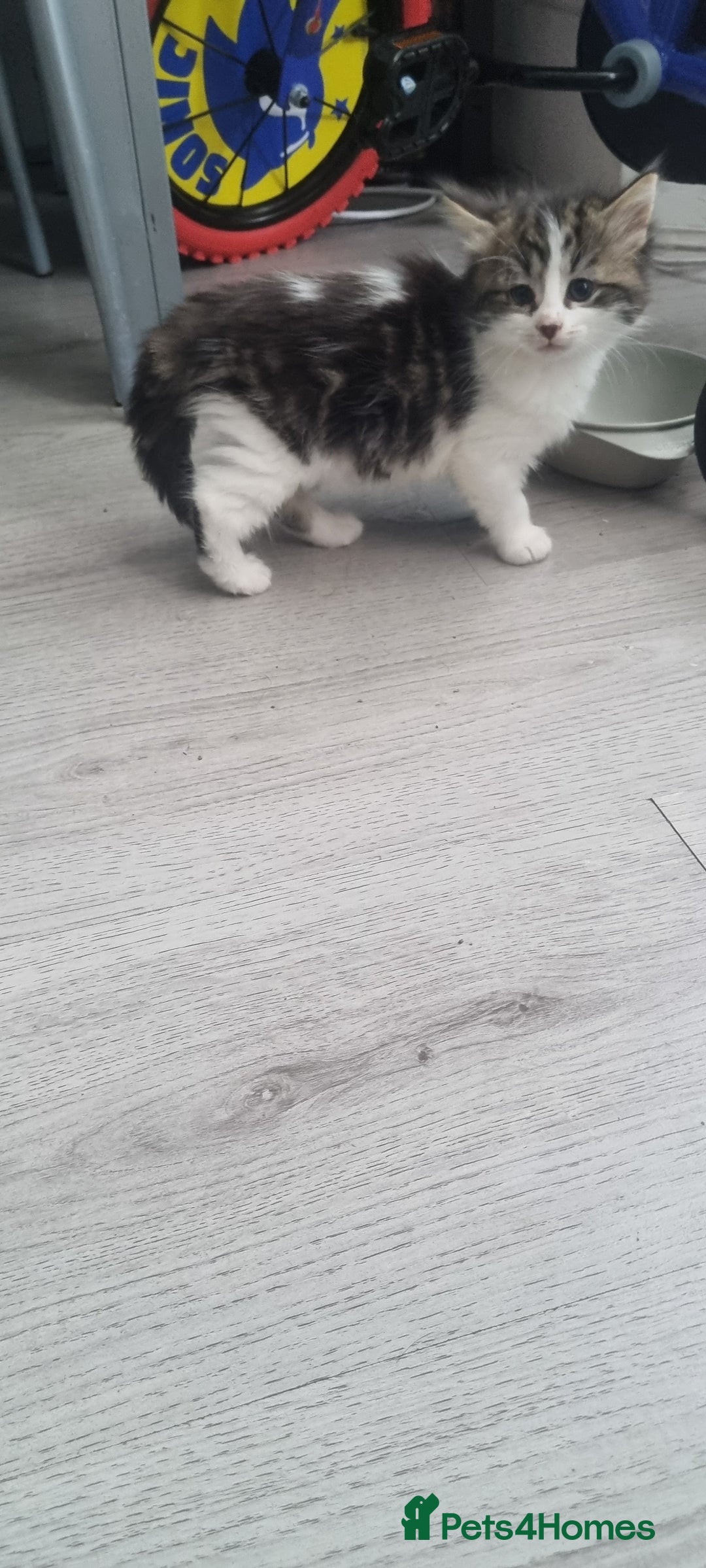 Mixed Breed cats for sale: 2 girls - Advert 4