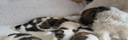 Shih Tzu dogs for sale: Beautiful Purebred Shih Tzu Puppies for Sale - Advert 11
