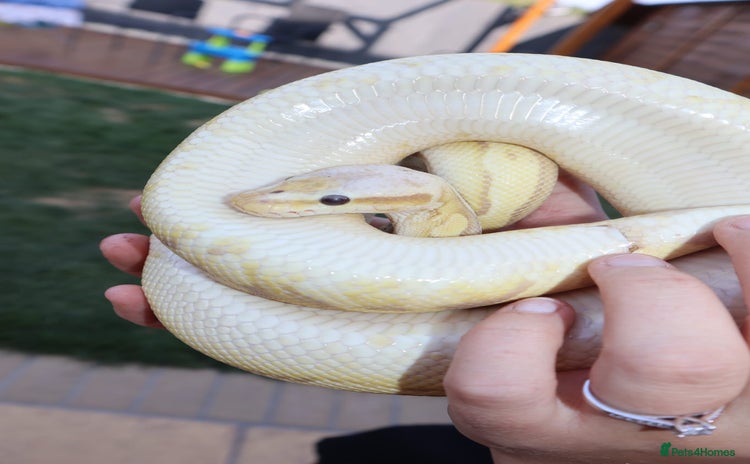 Python Snake reptiles - Advert 11