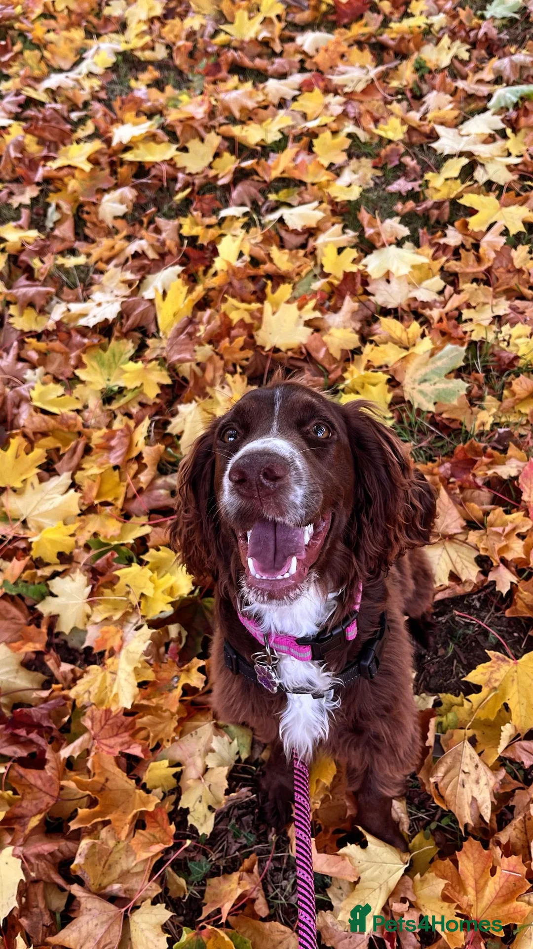 Cocker Spaniel dogs for sale: Coco  - Advert 10