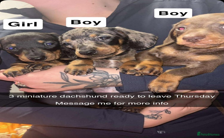 Miniature Dachshund dogs - Advert 12