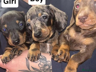 Miniature Dachshund dogs - Advert 15