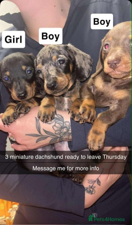 Miniature Dachshund dogs - Advert 5