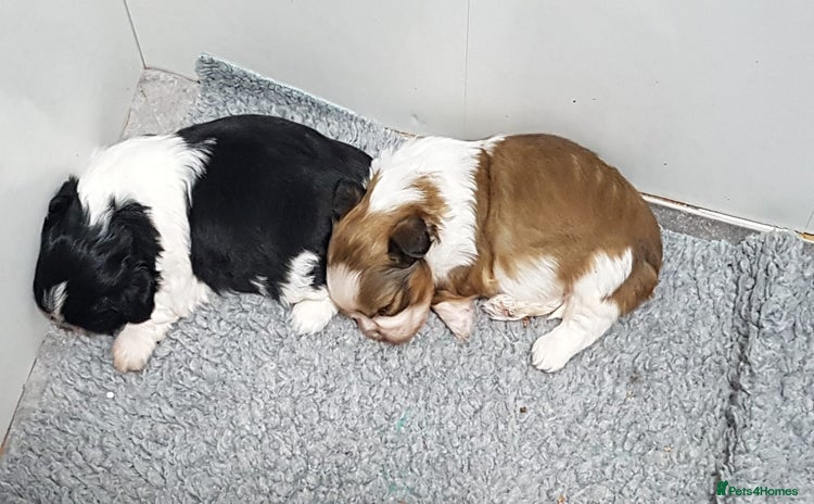 Shih Tzu dogs - Advert 1
