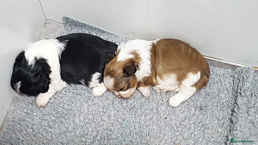 Shih Tzu dogs for sale: Shih Tzu puppies - Image 1