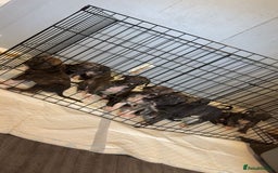 Presa Canario dogs for sale: Presa canerio puppys - Image 1