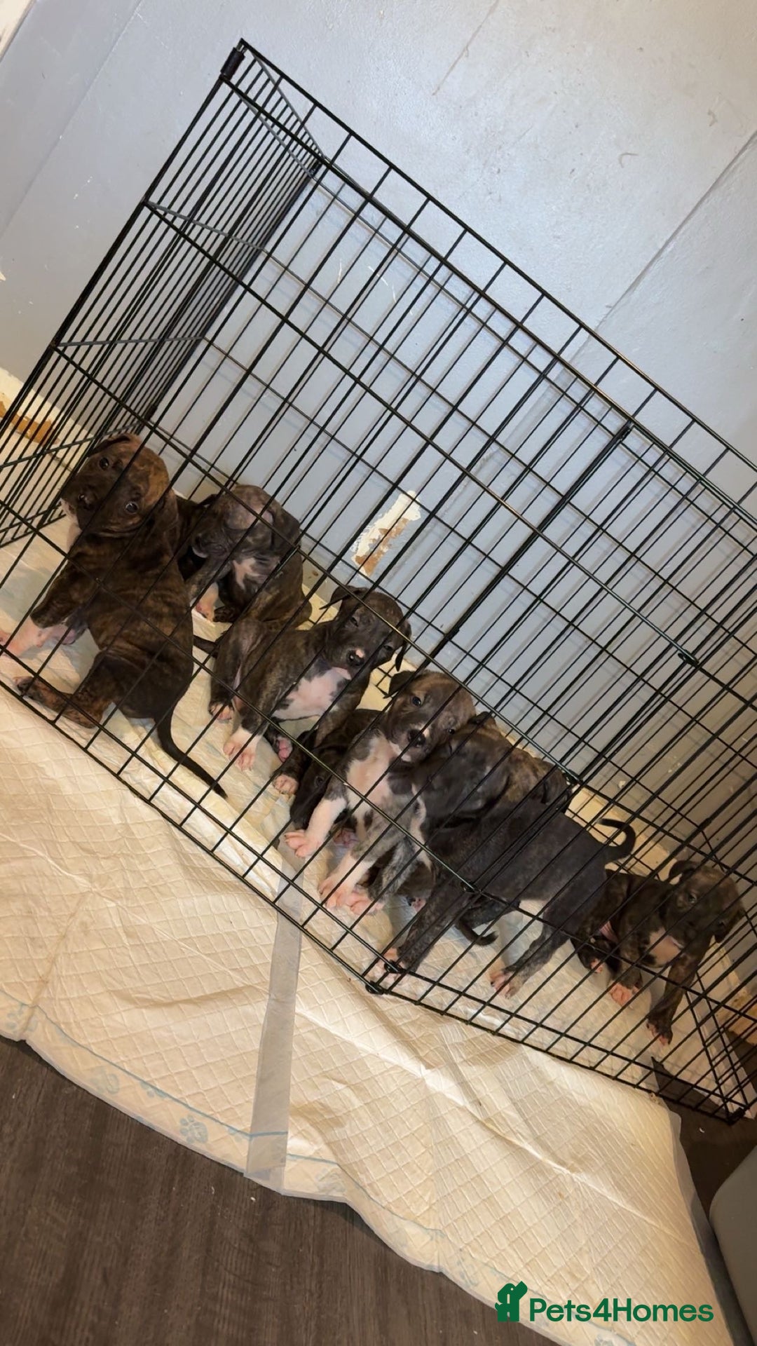 Presa Canario dogs for sale: Presa canerio puppys - Image 1