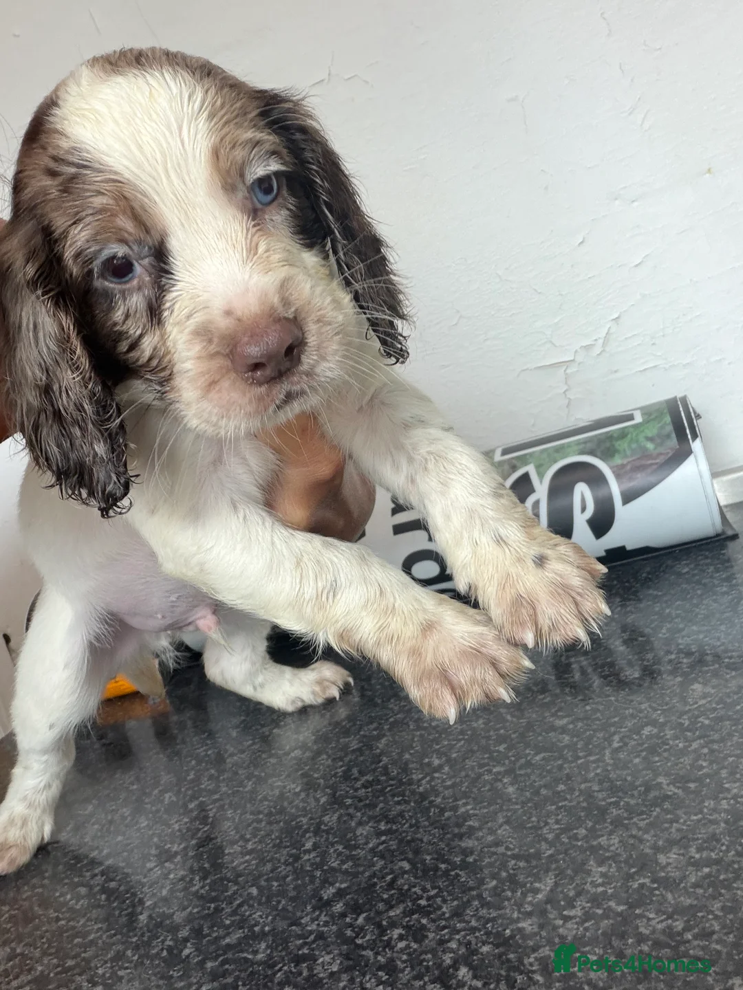 Cocker Spaniel dogs for sale: Cockerspaniel puppies  - Advert 2