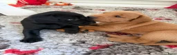 Labrador Retriever dogs for sale: Duel purpose Labrador  - Advert 32