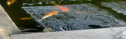 Koi Carp fish for sale: Koi carp for sale - Advert 5