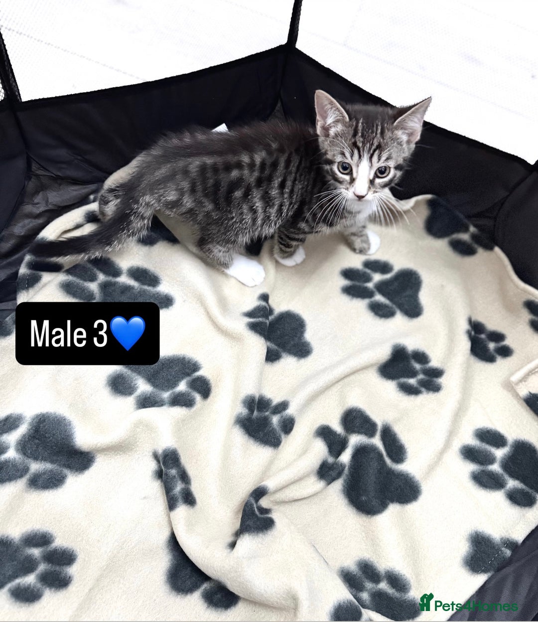 Domestic Shorthair cats for sale: 4 kittens available  - Image 13