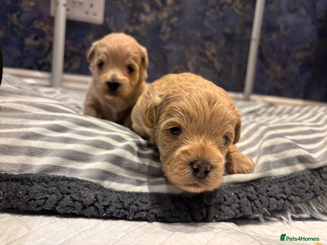 Maltipoo dogs for sale: Beautiful Maltipoo puppies for sale - Image 6