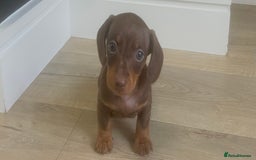 Miniature Dachshund dogs for sale: Last boy KC REG PRA CLEAR - Image 6